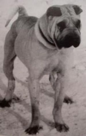 Dog Photo