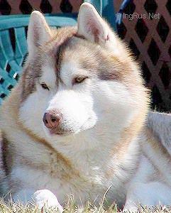 Dog Photo