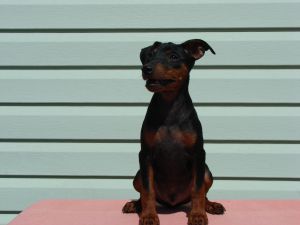 Dog Photo