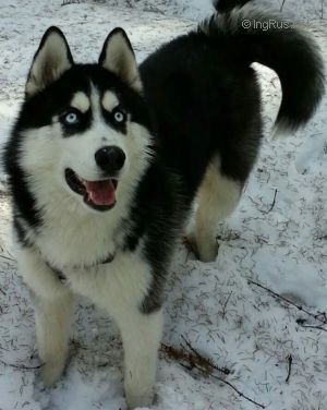 Dog Photo
