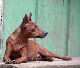 Dog Photo