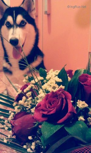 Dog Photo