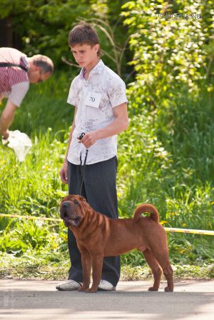 Dog Photo