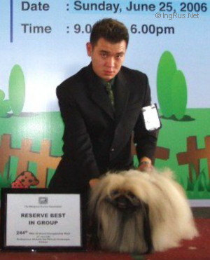 Dog Photo
