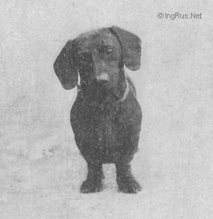 Dog Photo