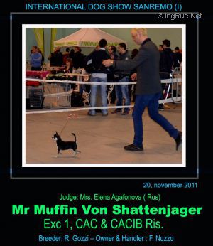 Dog Photo
