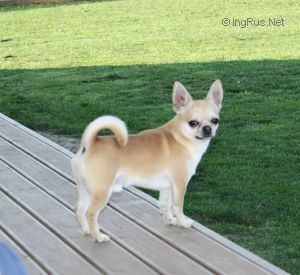 Dog Photo