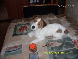 Dog Photo