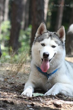 Dog Photo