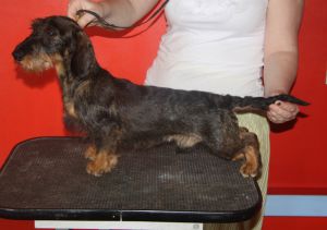 Dog Photo