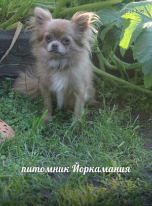 Dog Photo