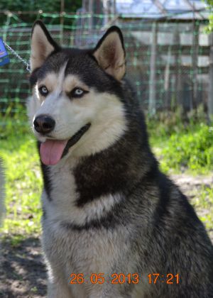 Dog Photo