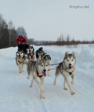 Dog Photo