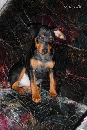 Dog Photo