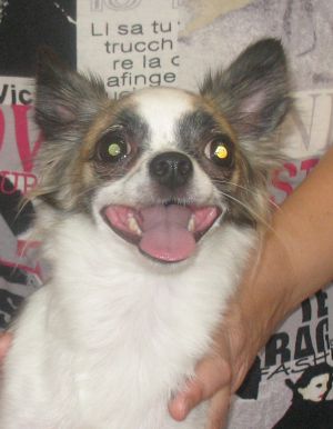 Dog Photo