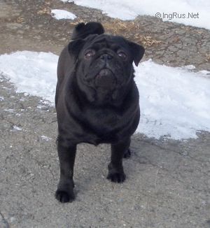 Dog Photo