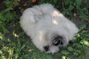 Dog Photo