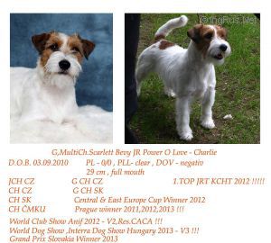 Dog Photo