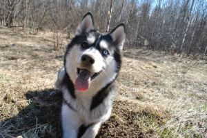 Dog Photo