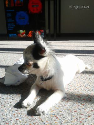 Dog Photo