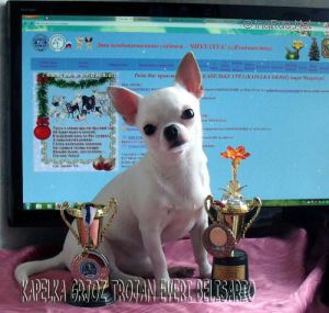 Dog Photo