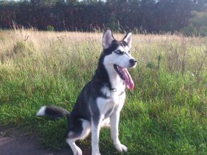 Dog Photo