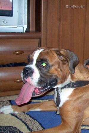 Dog Photo