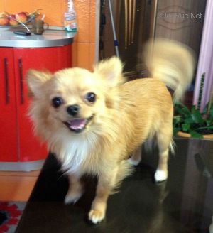 Dog Photo