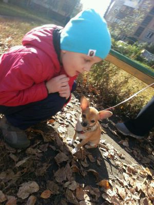 Dog Photo