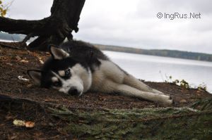 Dog Photo