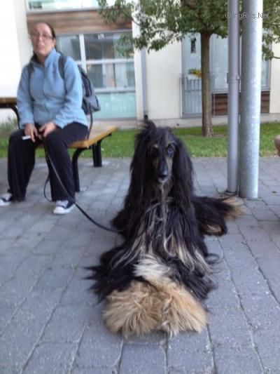Dog Photo