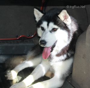 Dog Photo
