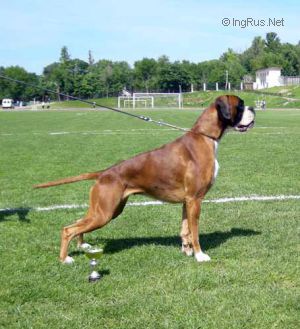 Dog Photo