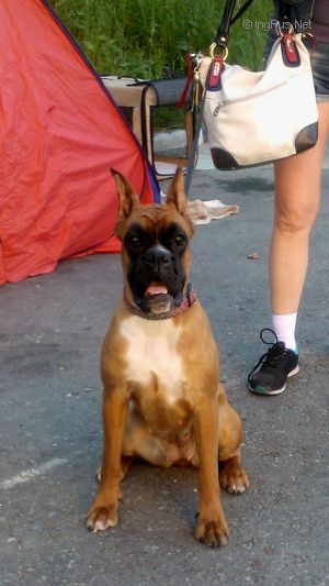 Dog Photo