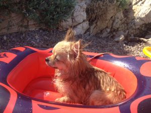 Dog Photo