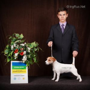 Dog Photo
