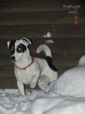 Dog Photo