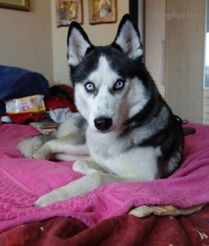 Dog Photo