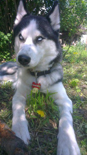 Dog Photo