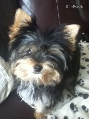 Dog Photo
