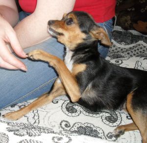 Dog Photo