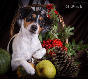 Dog Photo