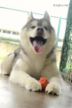 Dog Photo