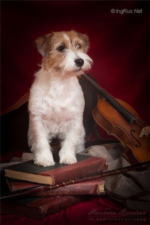 Dog Photo