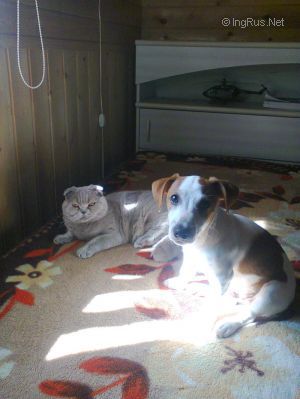 Dog Photo