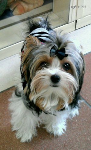 Dog Photo
