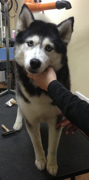 Dog Photo
