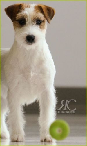 Dog Photo