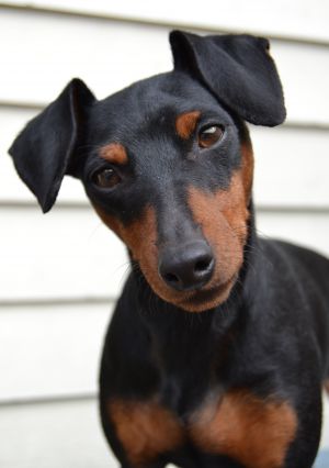 Dog Photo