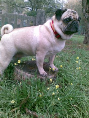 Dog Photo
